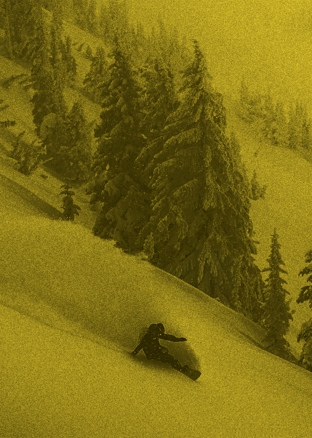 Graphic of a bear on a red background.